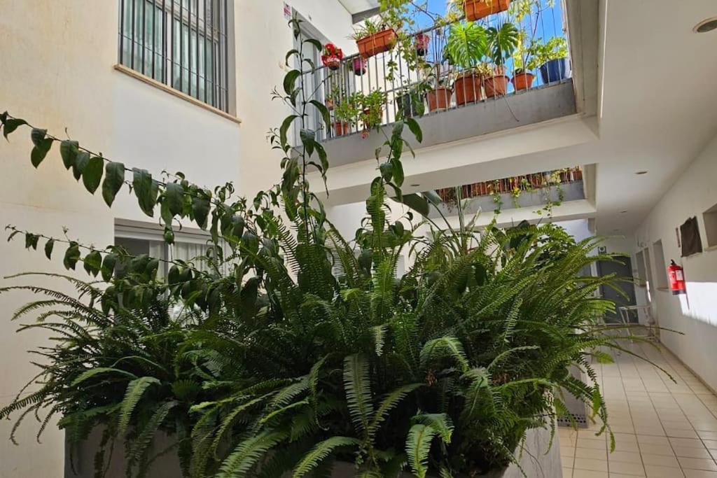 Suite Trinidad Centro Málaga Kültér fotó